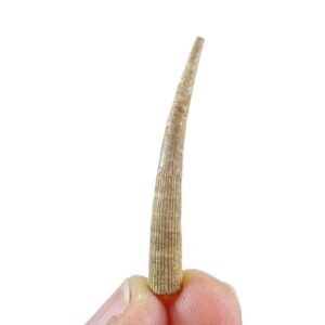 Dentalium sexangulum striatolatissimum  VENDIDO