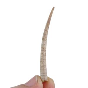 Dentalium (Antalis) vulgare