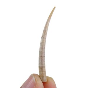 Dentalium (Antalis) vulgare