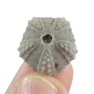 Coelopleurus coronalis