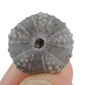 Coelopleurus coronalis