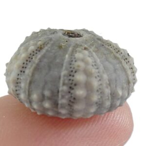 Coelopleurus coronalis