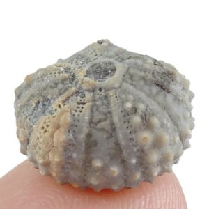 Coelopleurus coronalis