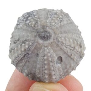 Coelopleurus coronalis