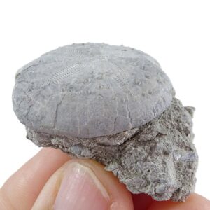 Maretia aragonensis