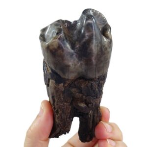 Deinotherium levius