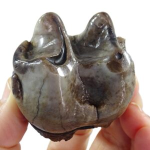 Deinotherium levius