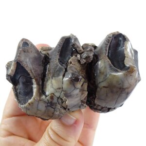 Deinotherium levius
