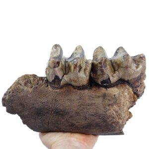 Deinotherium levius