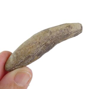 Modiolus (Inoperna) plicatus
