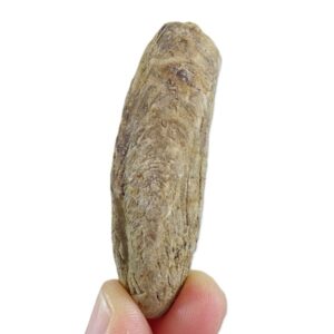 Modiolus (Inoperna) plicatus