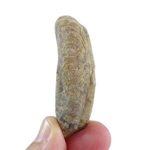 Modiolus (Inoperna) plicatus