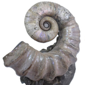 Tropaeum bowerbanki