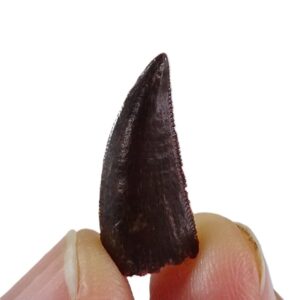 Dromaeosauridae
