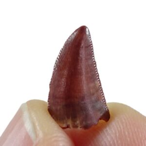 Dromaeosauridae