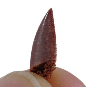 Dromaeosauridae