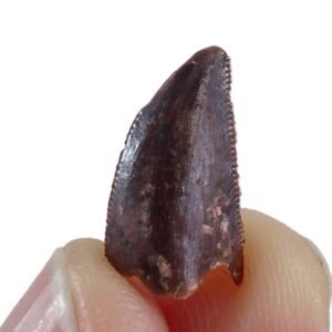 Dromaeosauridae