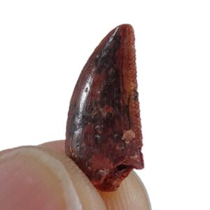 Dromaeosauridae