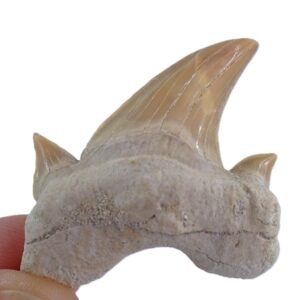 Otodus obliquus