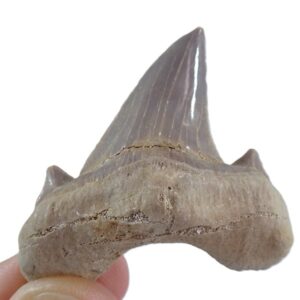 Otodus obliquus