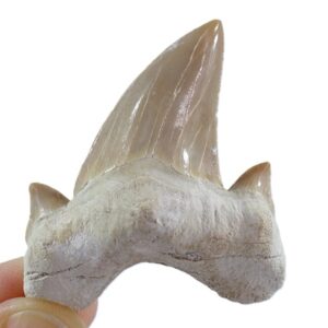 Otodus obliquus