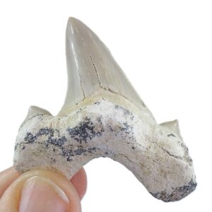 Otodus obliquus