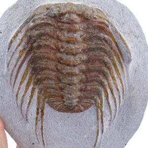 Selenopeltis buchi