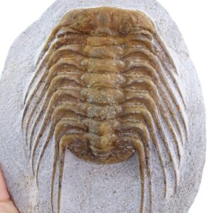 Selenopeltis buchi