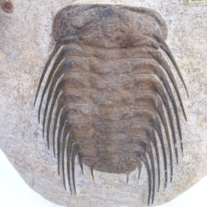 Selenopeltis buchi