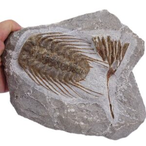 Selenopeltis buchi y crinoideo
