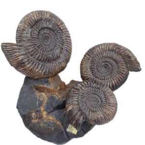 Speetoniceras versicolor