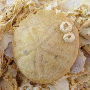 Rotuloidea fimbriata