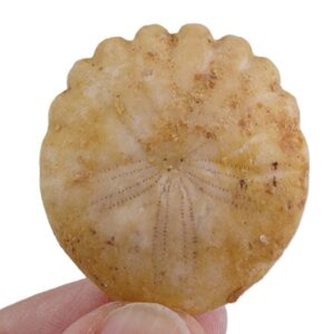 Rotuloidea fimbriata