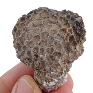 Heterocoenia garumnica