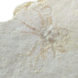 Saccocoma pectinata