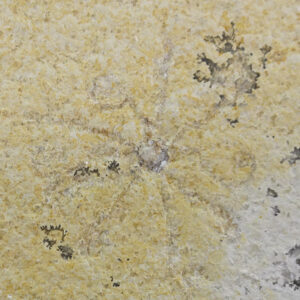 Saccocoma pectinata