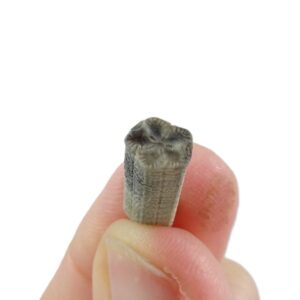 Isselicrinus didactylus  VENDIDO