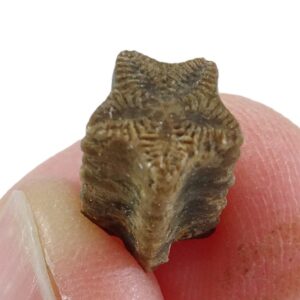 Isocrinus scalaris