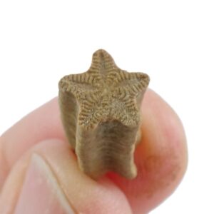 Isocrinus scalaris  VENDIDO