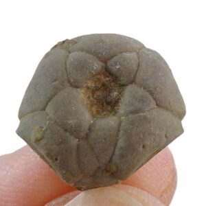Aatocrinus sp.