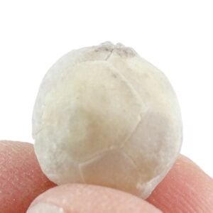 Cryptocrinus cerasus  VENDIDO