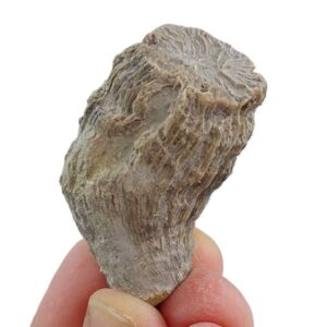 Coelosmilia sp.
