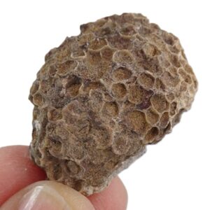 Heterocoenia garumnica