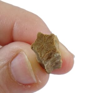 Isocrinus scalaris