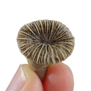 Trochocyathus sp.  VENDIDO