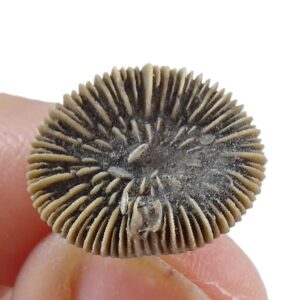 Trochocyathus sp.