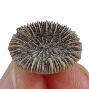 Trochocyathus sp.