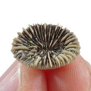 Trochocyathus sp.