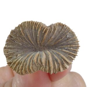 Pattalophyllia sinuosa  VENDIDO