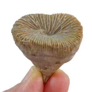 Pattalophyllia sinuosa  VENDIDO